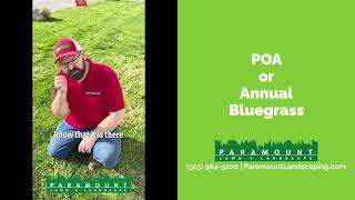 Weed Alert: POA or Annual Bluegrass