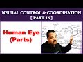 Neural Control and Coordination for NEET | Part 16 | Parts of an Eye