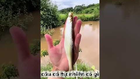 Câu cá tự nhiên có gì /Phần 23/sancatv