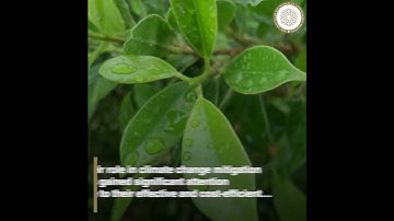 Nature Based Solutions Mitigating Climate Change Within the UNFCCC Context