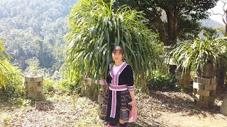 Lạc vào rừng địa lan Trần Mộng lớn nhất Tây Bắc của người dân Hmong I Sin Súi Hồ