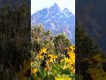 Grand Teton in Late Spring
