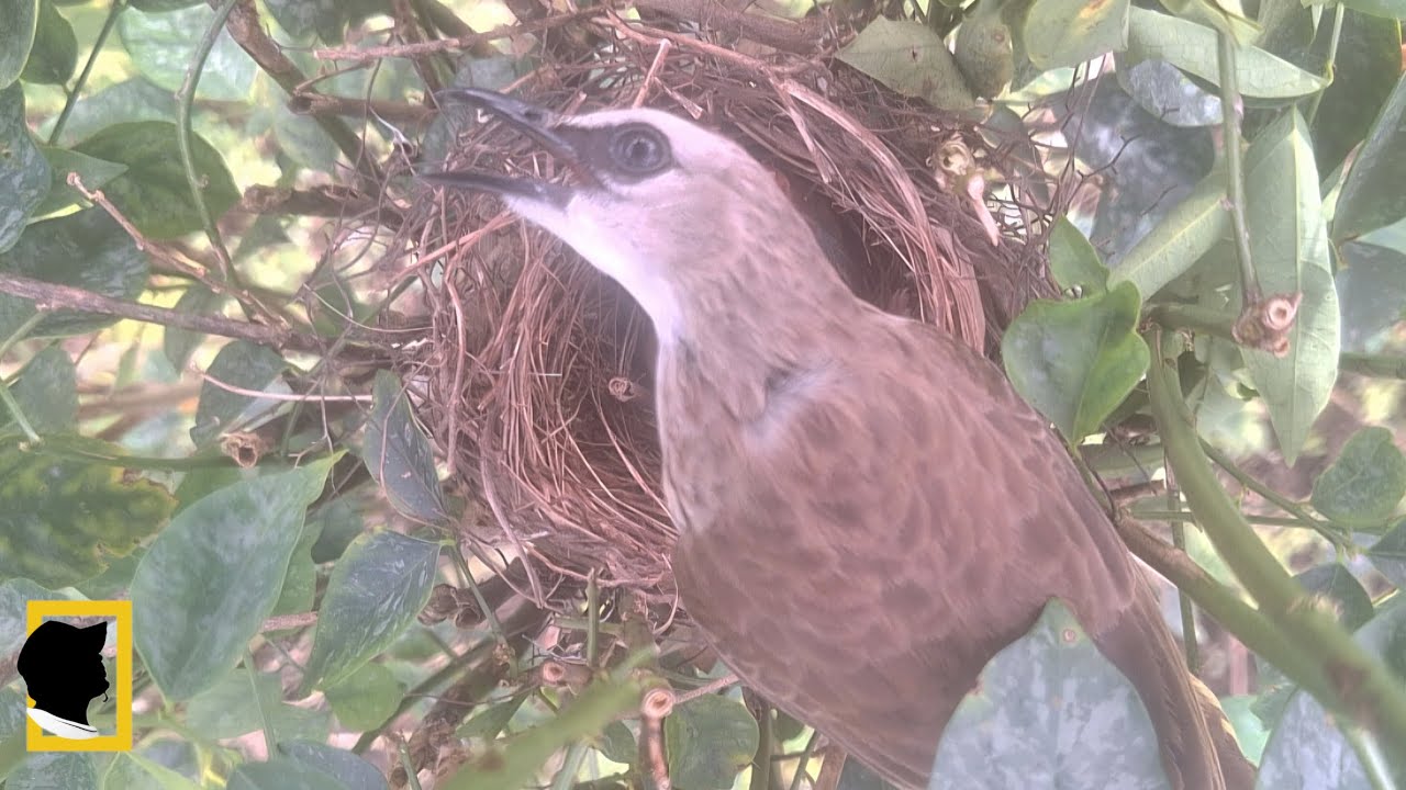 THE PARENT BIRD WAS ASTONISHED TO SEE THE CAMERA 