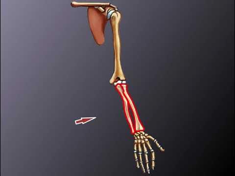 Итальяндық ескі порно мұрағаты