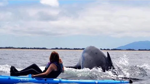 WATCH!! Kayaker Encounters 80000-Pound 'Humpback W...