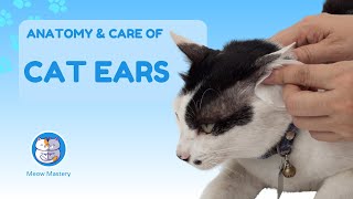 The Art of Cat Ears: Anatomy, Cleaning, and Care by Meow Mastery 17 views 2 months ago 4 minutes, 57 seconds