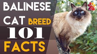 Balinese Cat Breed 101, 10 Interesting Facts | Wiggle Paw by Wiggle Paw 1,991 views 2 years ago 9 minutes, 23 seconds