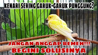 Kenari sering garuk-garuk punggung? JANGAN ANGGAP REMEH!! BEGINI SOLUSINYA!