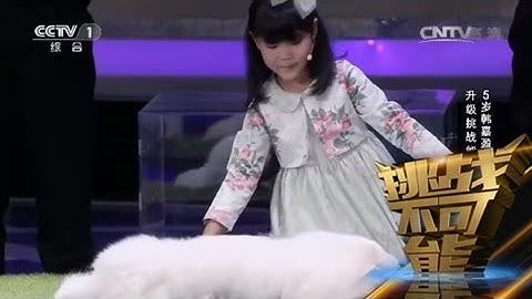 催眠动物 Youtube
