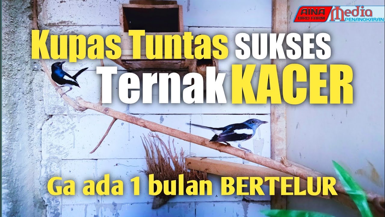 Kupas Tuntas Ternak Burung KACER,dengan metode ini pasti berhasil
