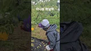 #산성체질개선#체질개선#아나농#전통발효식품인증업체아나농#아름다운나라의농부 #우메보시 #꽃농부자연일기 #nature #청매실#왕매실#홍매실