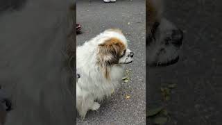 Cute Doggie In Costumes