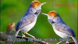 Masteran prenjak kepala merah mp3