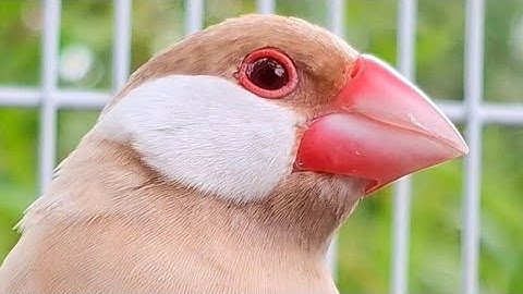 Java sparrow sing so well and very loud. You have to use this singing finding bird. Java finch sound