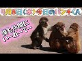 【最新4月8日（水）】今日のパンチくんをお届けします2026.4.8 市川市動植物園 Punch the monkey