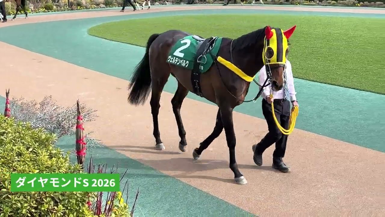 2026年 ダイヤモンドステークス | スティンガーグラス | ファイアンクランツ | ブレイヴロッカー | パドック 現地映像 全頭 | 東京競馬場