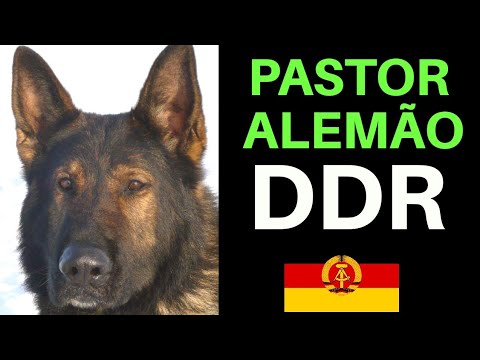 Vídeo: Cães Pastor Alemão Oriental