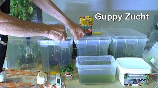 Zucht und Haltung Hochzucht Guppy Koiguppy Wasserwechsel mit Fragezeichen screenshot 2