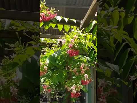 Video Hoa sử quân tử nở đẹp chào Bạn ngày mới an,... - youtube