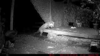 Greedy Red fox and a badger visit our garden UK British wildlife Campark-T80 trail camera trailcam