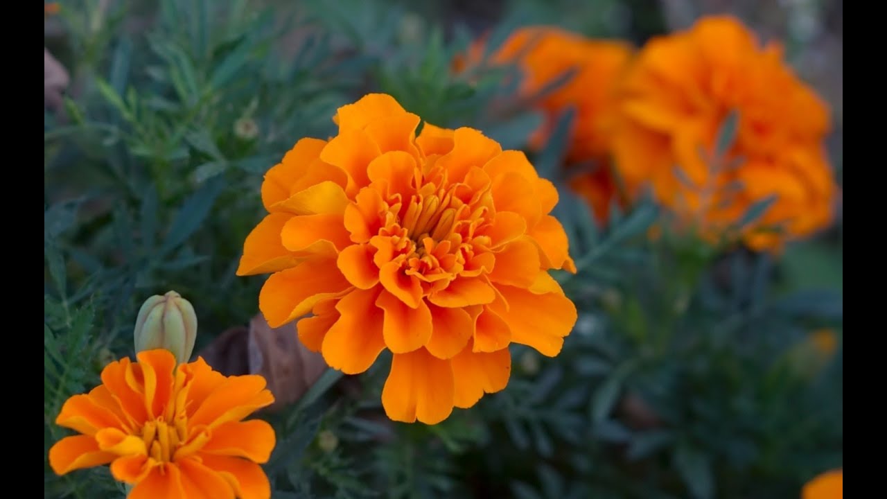 انا ساكنا مع ناس داري و ما تفهمناش و نحسهم يكرهوني و انا كرهت حياتي قولولي كيفاش ندير😩