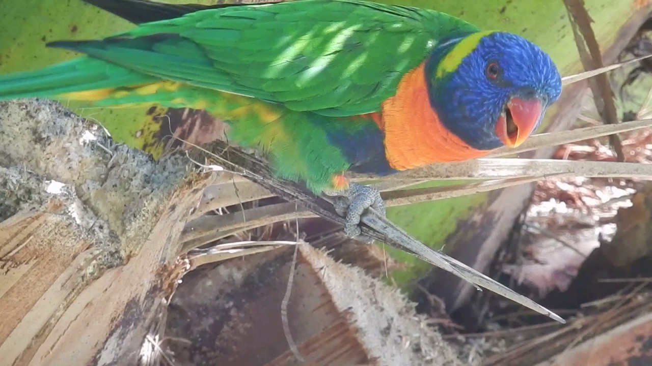 Rainbow Lorikeets in Palm tree in Perth Australia 
