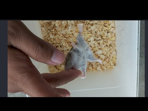 Video: Cara Menghentikan Hamster Daripada Menggigit