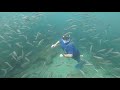 Best snorkeling and freediving under Anglin&#39;s Pier in Lauderdale-By-the-Sea, South Florida.