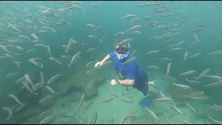 Best snorkeling and freediving under Anglin's Pier in Lauderdale-By-the-Sea, South Florida.