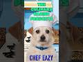 The Culinary Canine Presents: Whats For Dinner With Chef Eazy