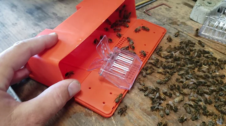 How Honeybees Communicate