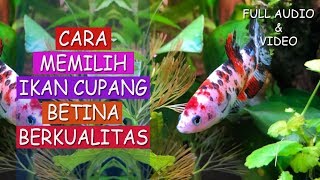 Cara Memilih Ikan Cupang Betina untuk dibudidayakan