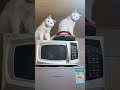 kelakuan lucu kucing.#catvideos #viralshort #catshorts #catfunny