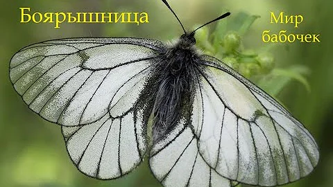 Бабочка Боярышница