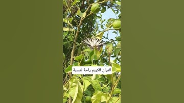 القرآن الكريم راحة نفسية #لايك #quran #ناصر_القطامي #mbc #خالد #خالد_الجليل #تلاوات