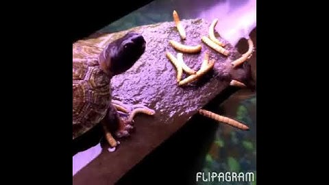 Pet Turtle Eating Mealworms