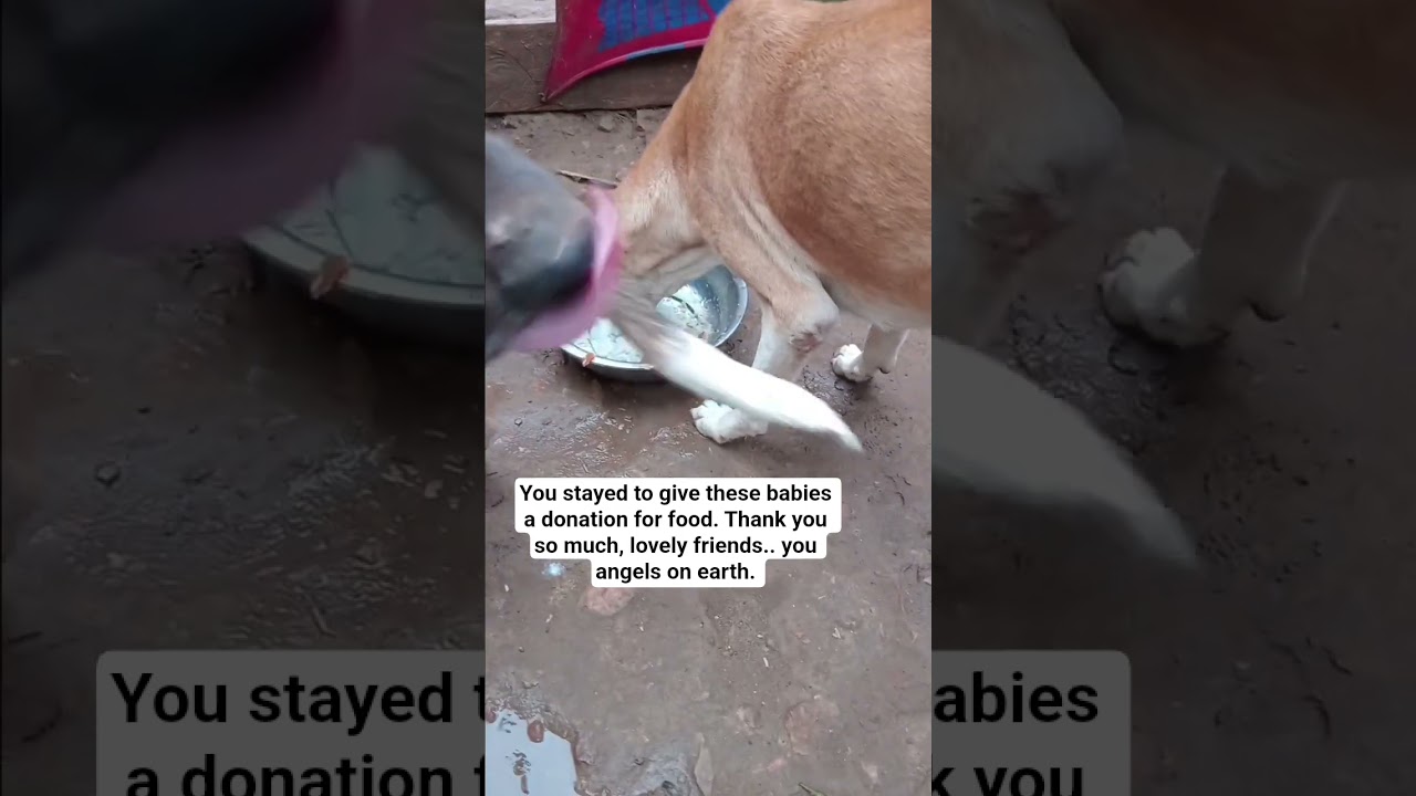 Donation link in bio. 