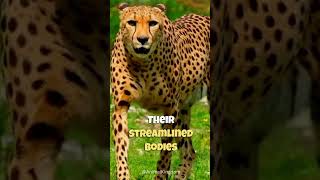 Cheetah - Nature's Speed Demon
