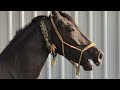 घ ड क आव ज Horse Sound Horse Voice घ ड क आव ज Horse Sound Horse Voice