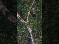 Keel-billed Toucan spotted far away through a telescope🐦🔭 #toucan #birdwatching #wildbirds