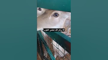 #آيات #الذكر #الحكيم #استمع#ولك-الأجر#