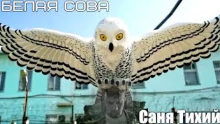 775.Саня Тихий - Белая Сова. Новинки Шансона.