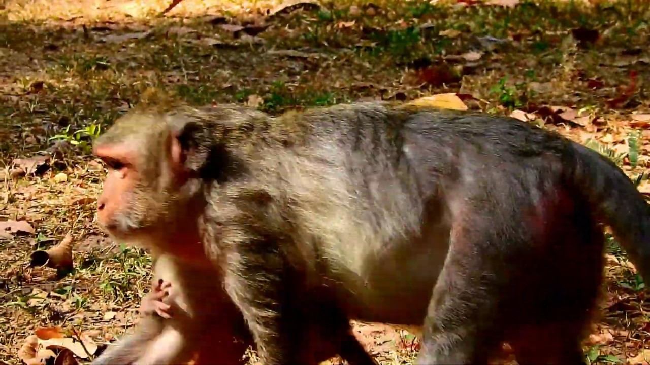 Wow !! Tricky baby Timo cos milk, See he is very naughty, Timo very big now stronger 213