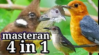 Masteran kombinasi 4 in 1 anis merah, cililin, ciblek dan cucak jengot