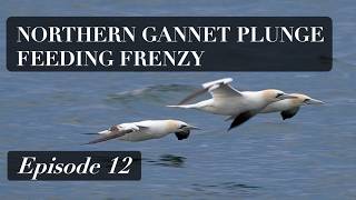 Northern Gannet Plunge Feeding Frenzy