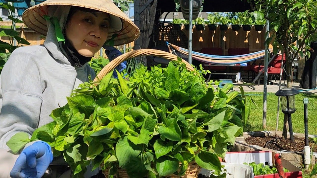 Cắt díp cá,rau răm, húng cây, cần nước non mơn mởn vào đổ bánh xèo ...