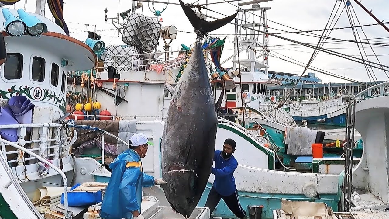 World's Sharpest Tuna Knife Making and Cut Over 400KG Giant Bluefin