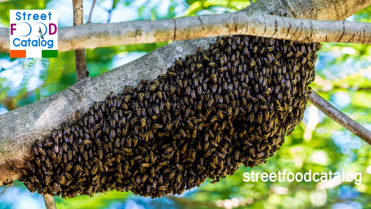 How do Bees Make Honey - Bees Making Honey - Health Benefits of Honey - Street Food Catalog 2016