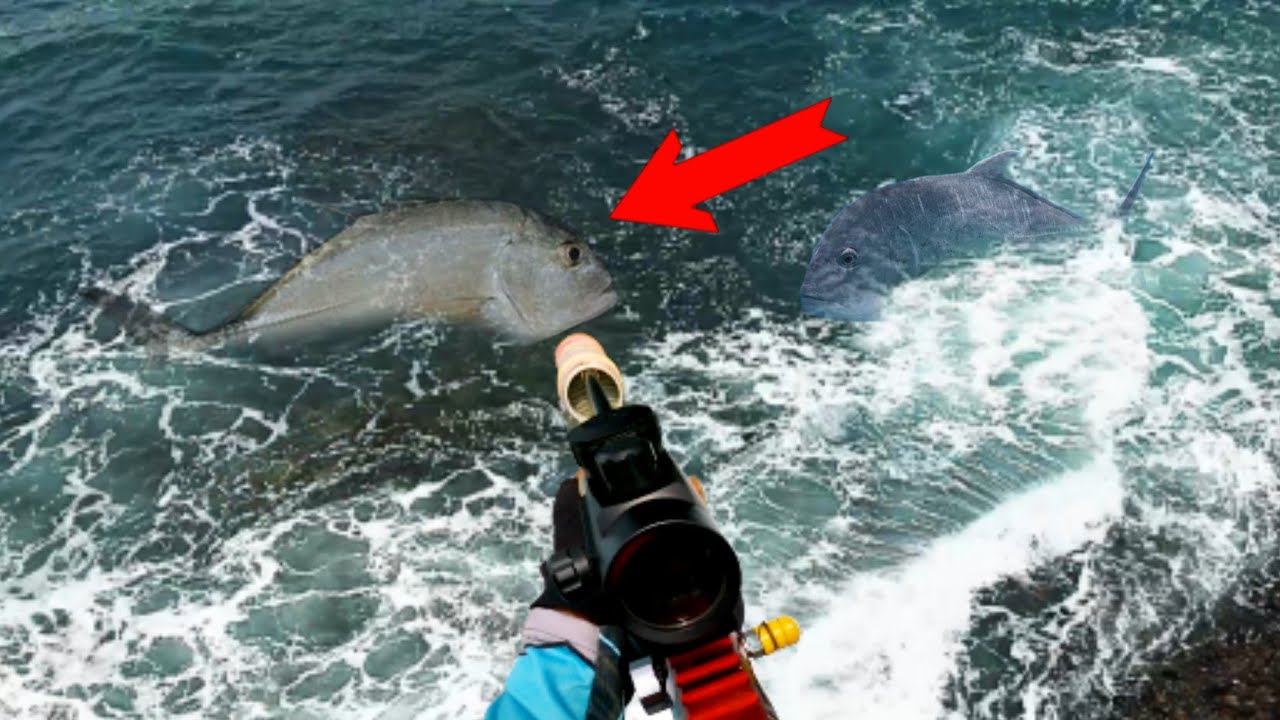 Paser ikan GT monster sepot laut PANTAI LICIN