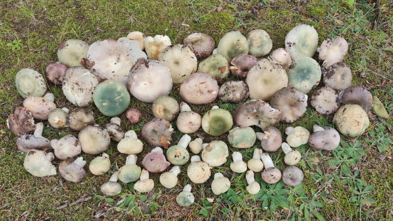 SURPRIZA DIN PĂDURE 🍄MUFLONI🐑 OUĂ DE STRUȚ